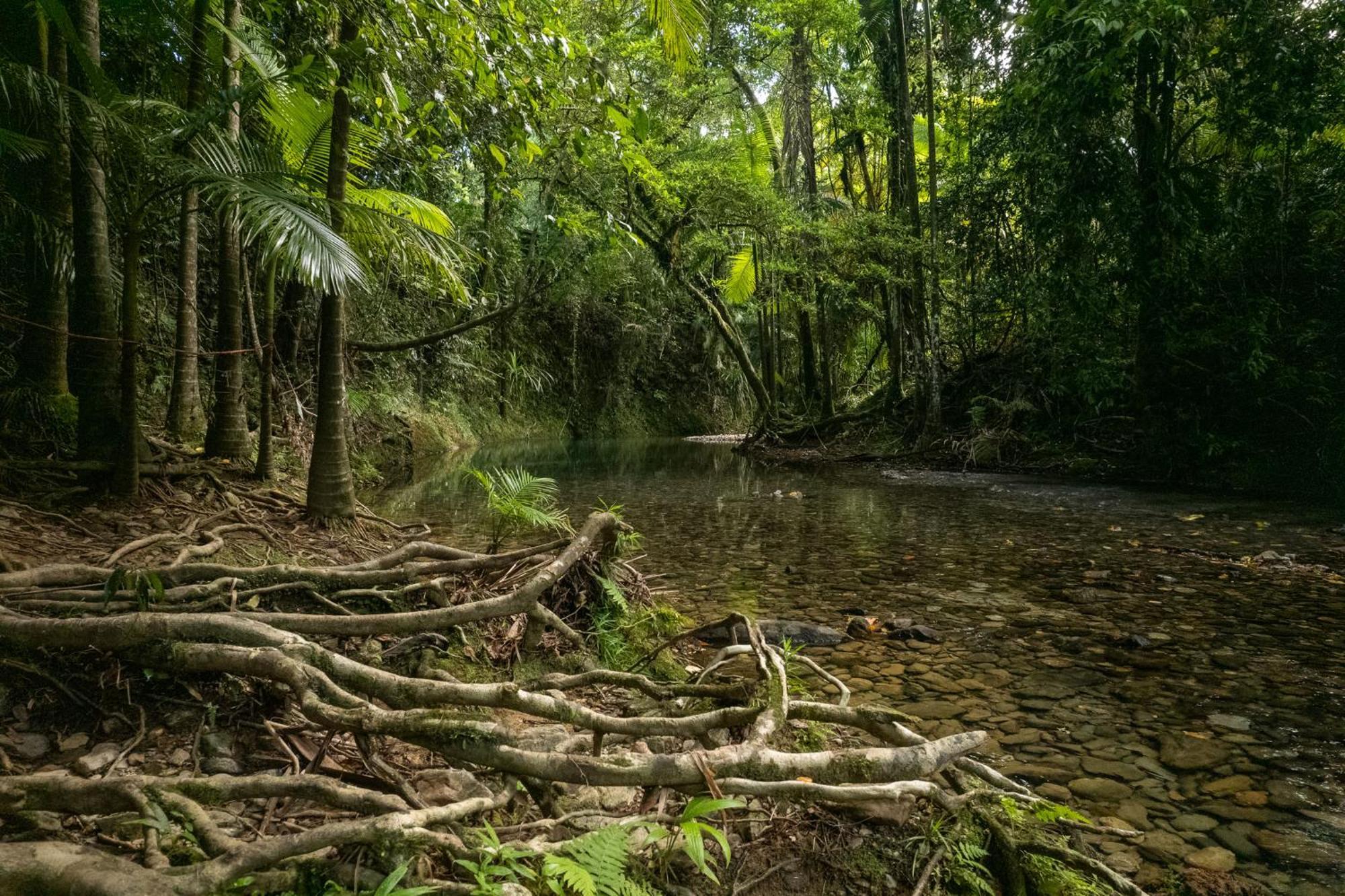 Heritage Lodge - In The Daintree Zewnętrze zdjęcie
