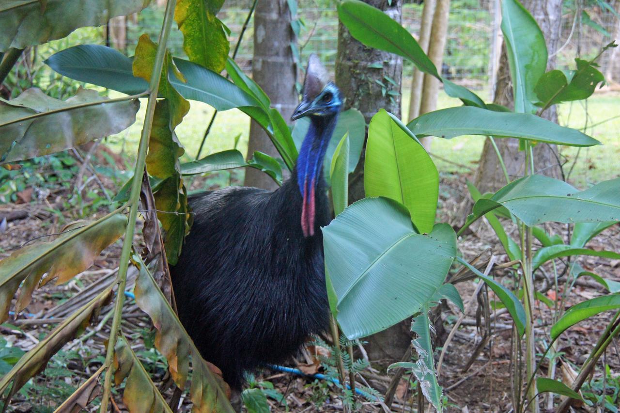 Heritage Lodge - In The Daintree Zewnętrze zdjęcie